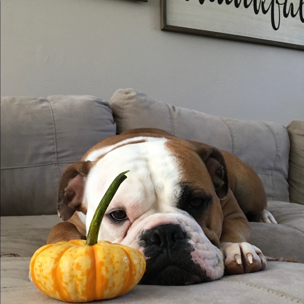 Meet your Posher, Lindsey